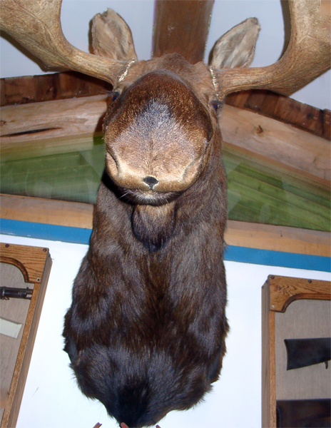 stuffed moose